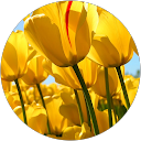 nikita pathania profile picture