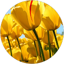 nikita pathania profile picture